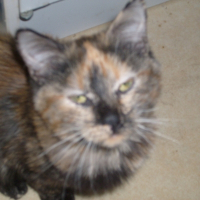 Photo de profil de Féeline