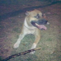 Photo de profil de Diamony red panther