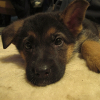 Photo de profil de Elcy du maingoval de dolci