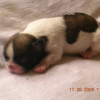 Photo de Gizmo