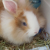 Photo de Panpan