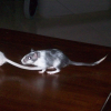 Photo de Zazu