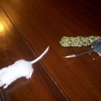 Photo de profil de Ratatouille