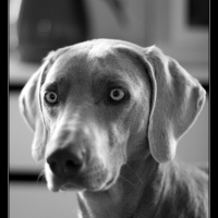 Photo de profil de Borah