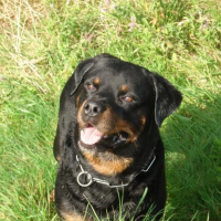 Photo de profil de Tyron