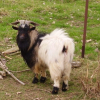 Photo de Bouc