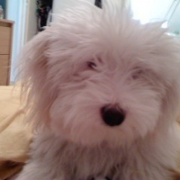 Photo de profil de Candide
