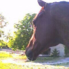 Photo de Alyphard