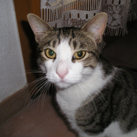 Photo de profil de Pepito