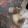 Photo de Dingo