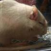 Photo de profil de Gerbille