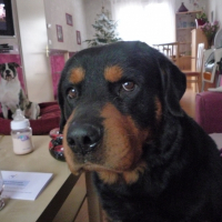 Photo de profil de Tyson