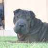Photo de Bako