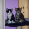 Photo de Zen et didou