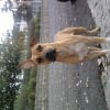 Photo de Djana, Staffordshire Bull Terrier
