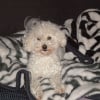 Photo de Bambou