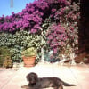 Photo de Chipie