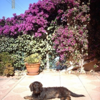 Photo de profil de Chipie