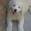 Photo de Calinka, Berger Polonais de Plaine