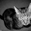 Photo de Noé