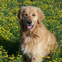Photo de profil de Buddy