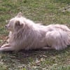 Photo de Maya, Spitz Japonais