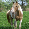Photo de Yakari