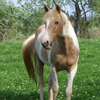 Photo de profil de Yakari