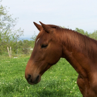 Photo de profil de Tristan