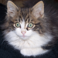Photo de profil de Diabolo