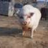 Photo de Willy le cochon