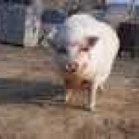 Photo de profil de Willy le cochon
