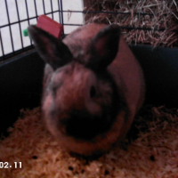Photo de profil de Taz