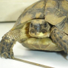 Photo de Titinne, Tortue