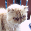 Photo de Abricot