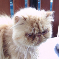 Photo de profil de Abricot