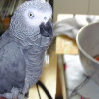 Photo de profil de Groseil