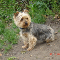 Photo de profil de Schoum