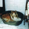 Photo de Gribouille