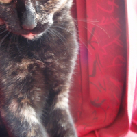 Photo de profil de Epica