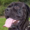 Photo de Onyx