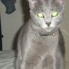Photo de Bélunga, Bleu Russe