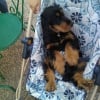 Photo de Enky