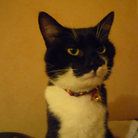 Photo de profil de Mamiechat du chat