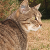 Photo de profil de Flash