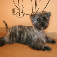Photo de profil de Chelsy