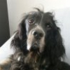 Photo de Tango