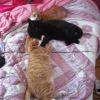 Photo de profil de Pumba et shadow