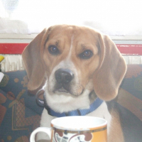 Photo de profil de Chouky