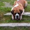 Photo de Benga, Saint-Bernard